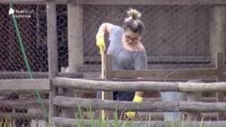 4 momentos em que Thayse divertiu o público ao cuidar das galinhas