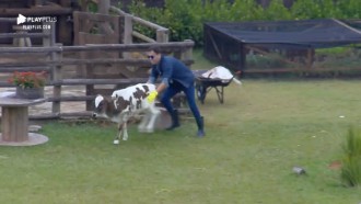 Bezerro foge, se recusa a ir para curral e dá canseira em Viny Vieira
