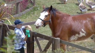 Cavalo Lyon tenta 'comer' luvas de borracha de Andréa Nóbrega