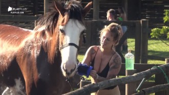 Em dia de sol, peões dão banho refrescante no cavalo Lion