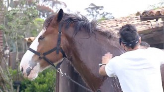 Em tarde de sol, Lucas Viana e Diego Grossi dão banho no cavalo Lyon
