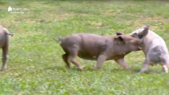 Guilherme Leão limpa chiqueiro, enquanto porquinhos brincam