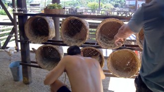 Guilherme Leão recolhe ovos das galinhas: 'Dá muita dó'