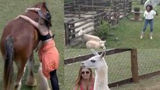 Veja 3 momentos fofos das peoas com os bichos em A Fazenda